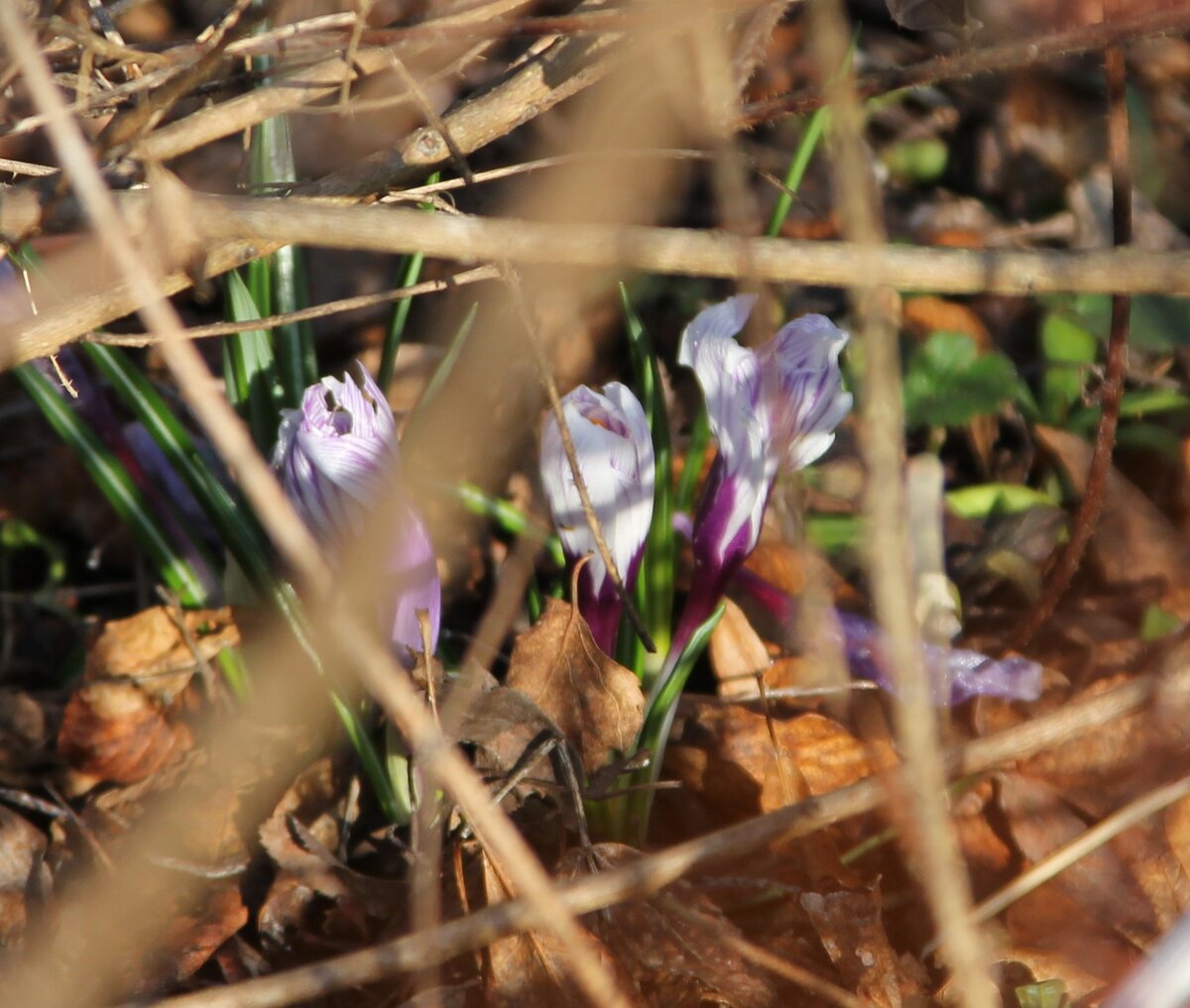 Крокусы под сенью спящего леса.