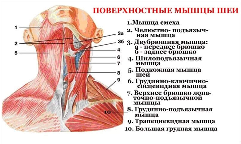 Триггерные точки головы и шеи