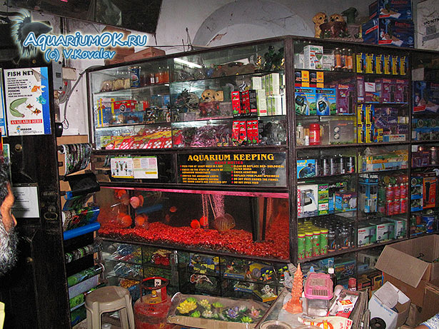 Фото: https://aquariumok.ru/content/neobychnaya_sinagoga