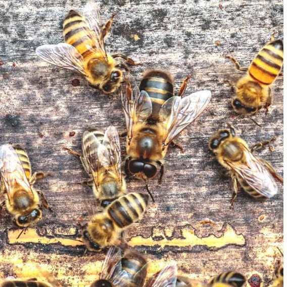 Трутень и рабочие пчелы.