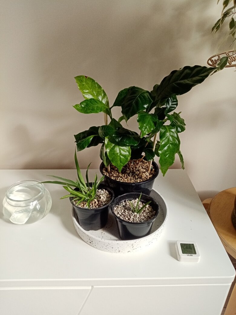 Дас ист милота в моём понимании. Фото автора.