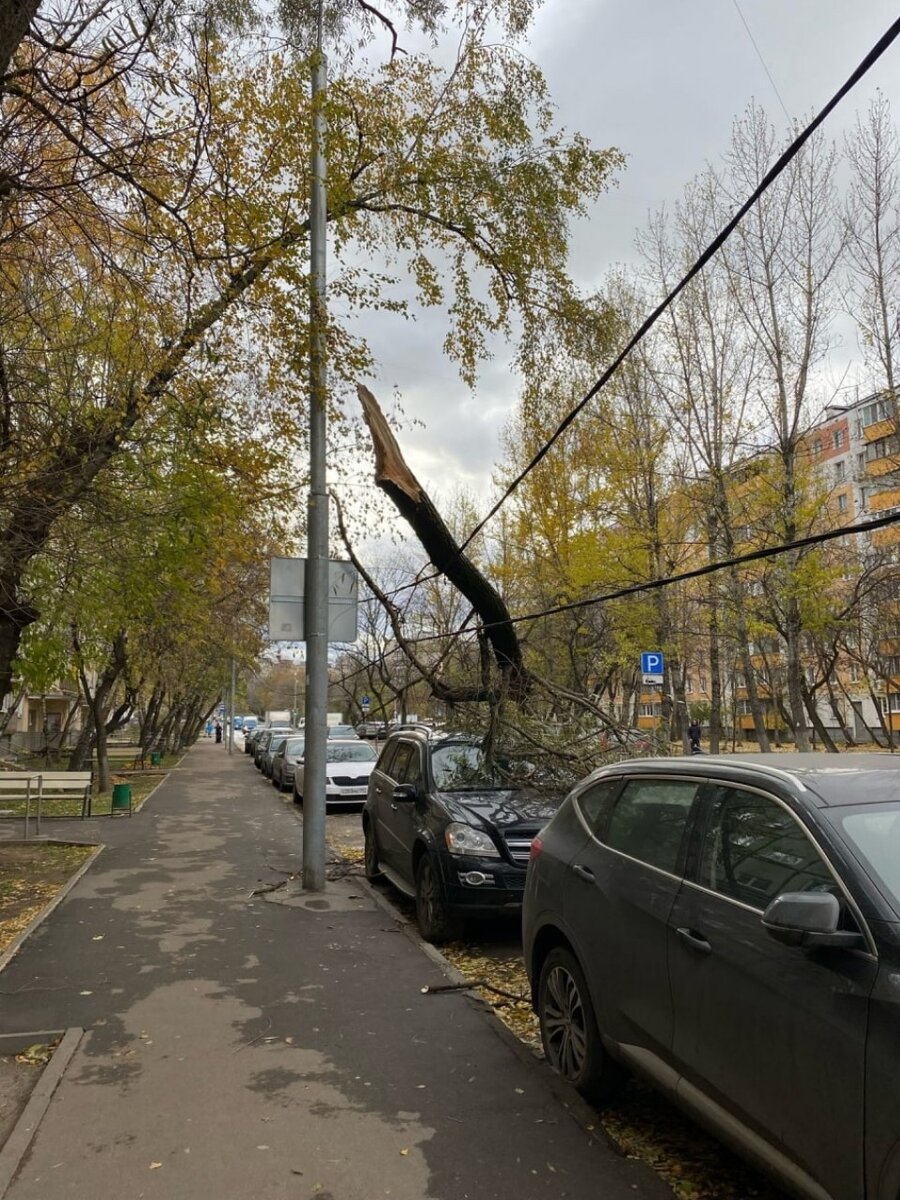     Из-за сильного ветра в Москве дерево упало на машины Фото: телеграм-канал «Говорит и показывает Москва»