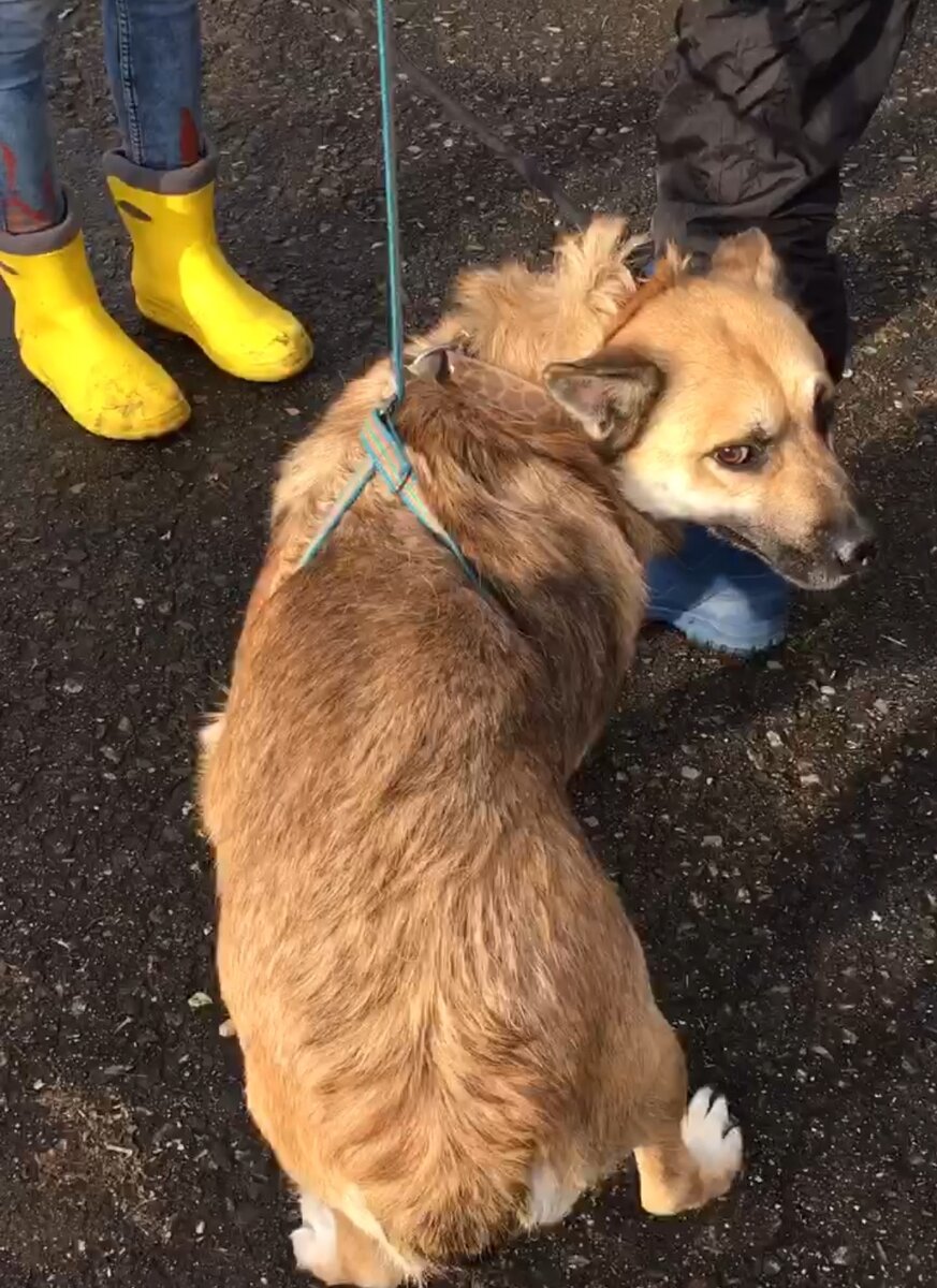 Это первый день, когда Зая попал к нам. 