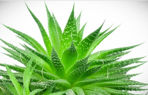 Если Вы не знаете, что такое травы адаптогены, то познакомьтесь с курсом "Травы адаптогены для лечения заболеваний" по этой ссылке. 