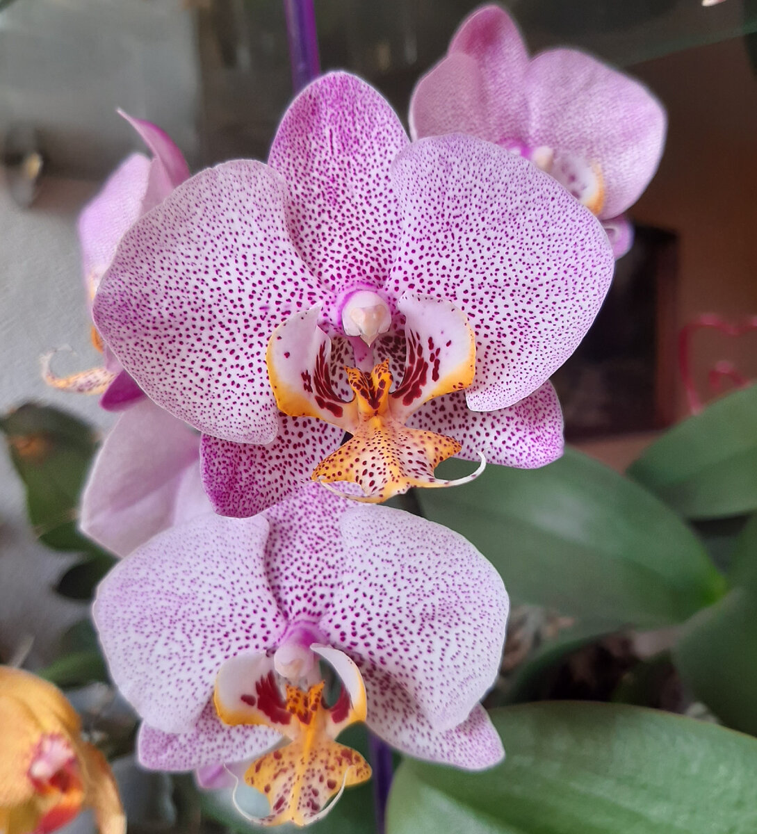 Перелили орхидею что делать