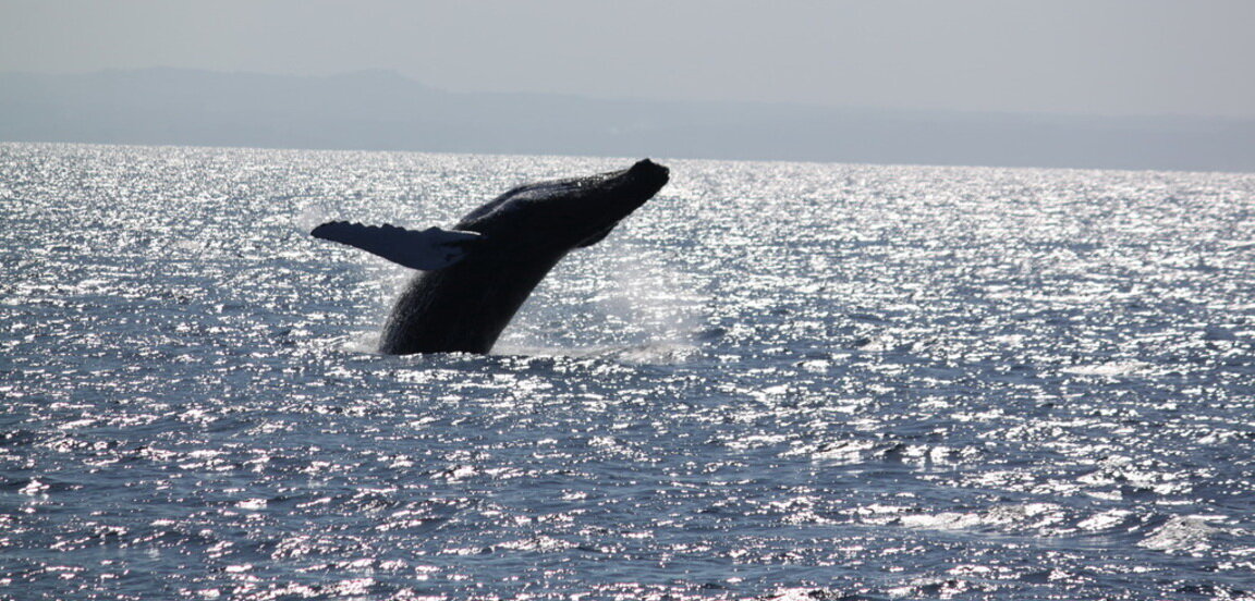Игры китов в заливе Самана