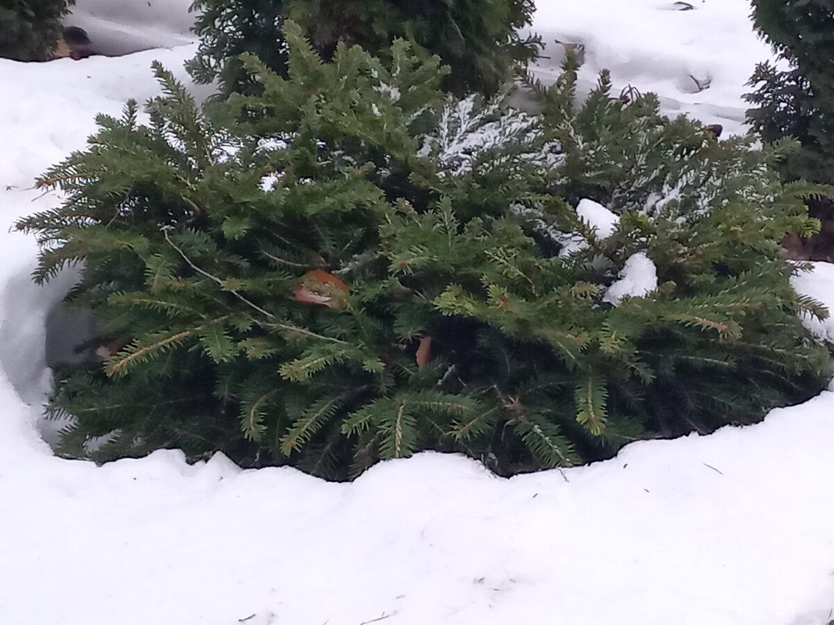 Ель Нидиформис