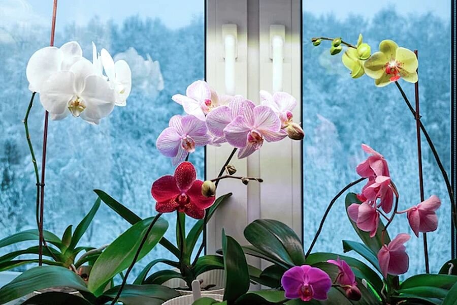 сорта орхидей