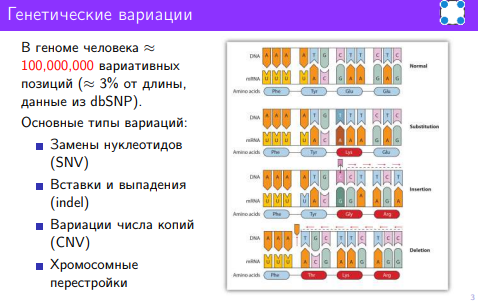 Для того, чтобы понимать, что вы видите, нужно вспомнить генетические термины: мутации могут быть заменами одних нуклеотидов на другие, вставками (инсерциями), потерями нуклеотидов (делециями) - если сравнивать несколько близкородственных последовательностей. 