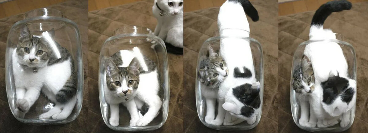 Удивительные приключения трехлитрового кота - Путешествуем вместе Funny cats, Co