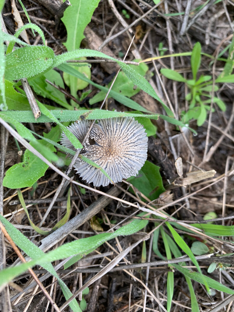 Очень маленький и изящный 
