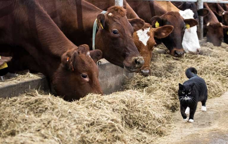    Фото Алексея Танюшина из архива VN.ru