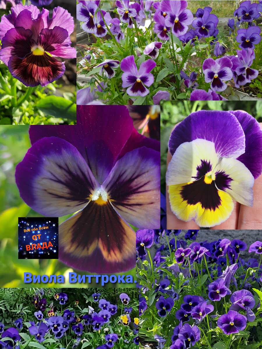 Подпишись на мой канал:Всё обо всём/от Влада. 