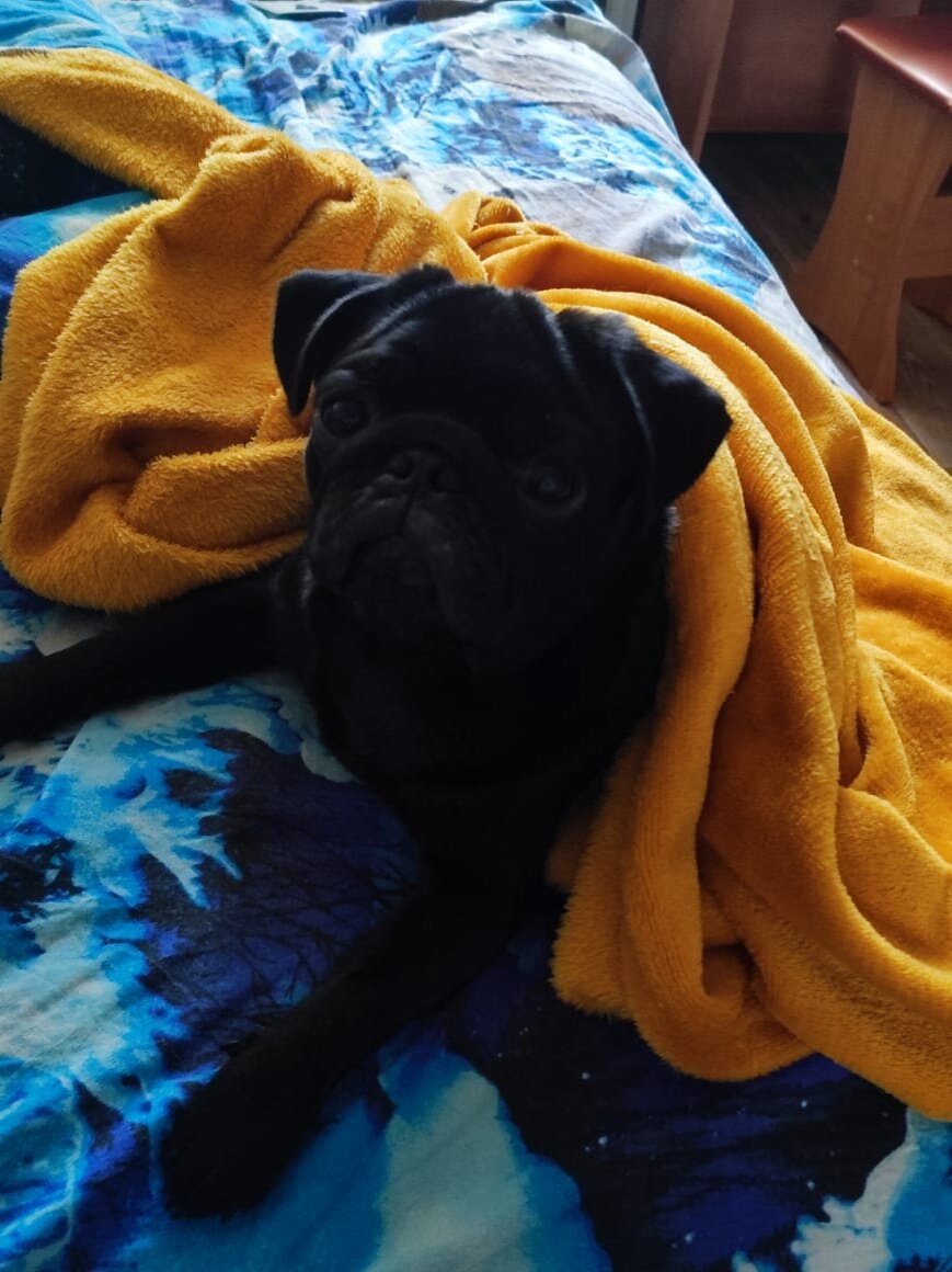 Джонни играет в прятки