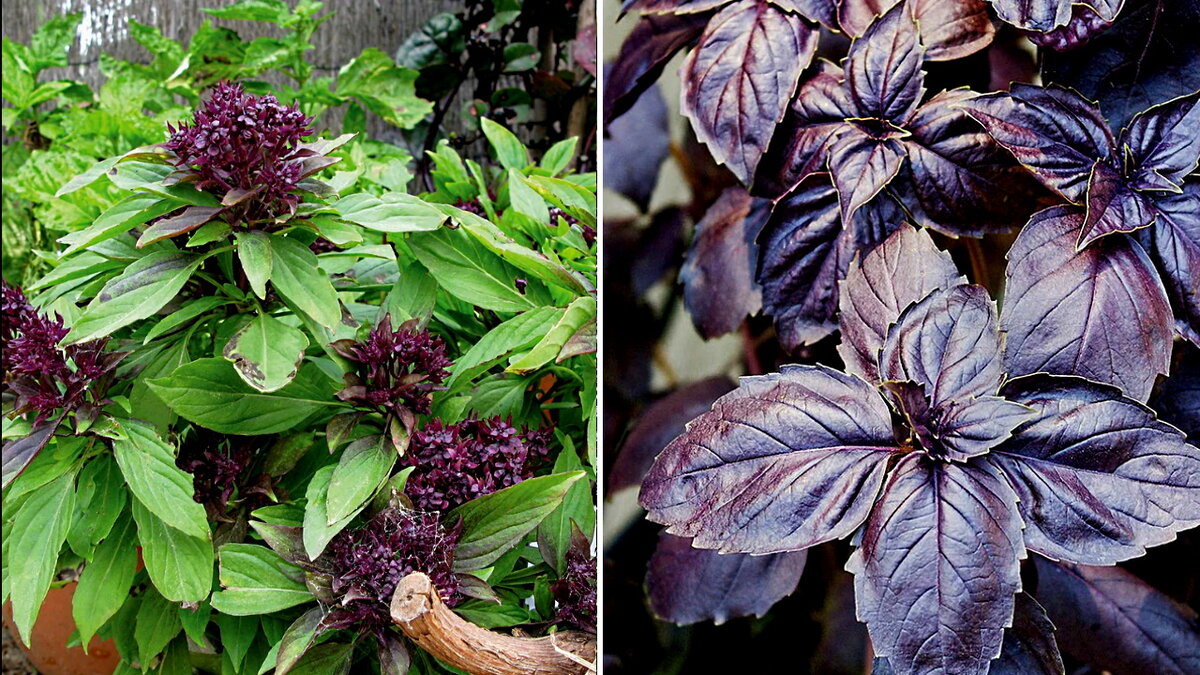  Базилик применяется в кулинарии как приправа. Используется и в свежем виде и в сушеном. 