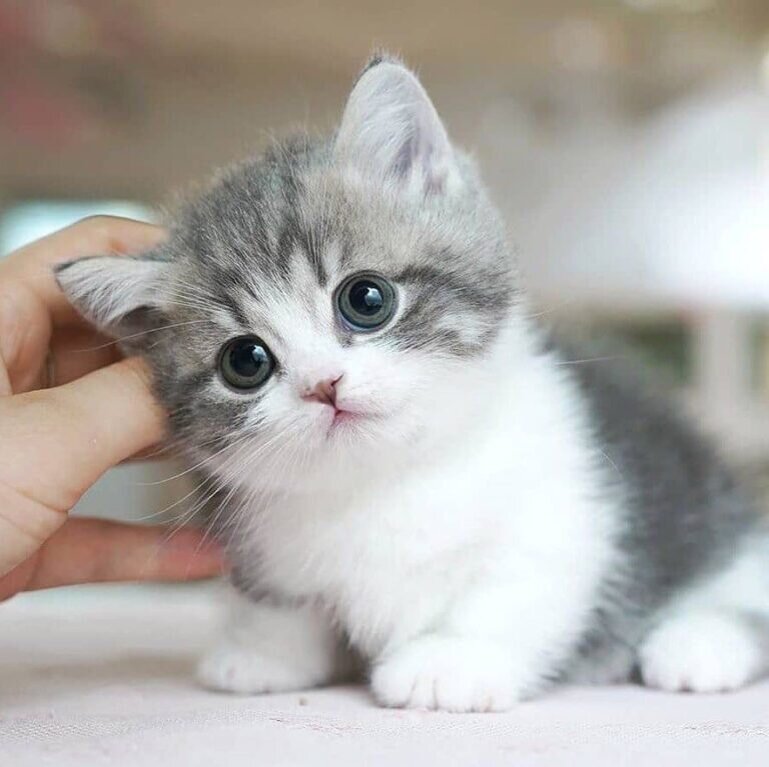 Самые маленькие кошки в мире — фото и описание пород | СМЕШНЫЕ КОШКИ 😻 |  Дзен