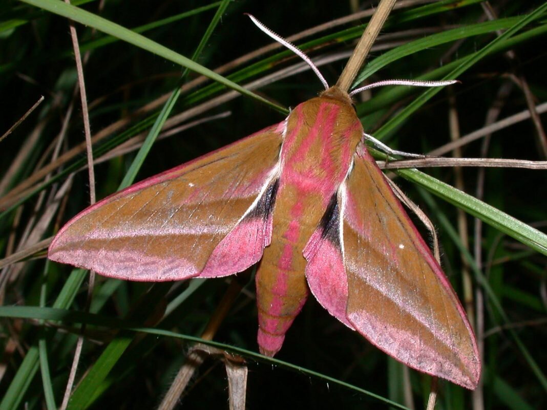 A moth of the species Deilephia elpenor