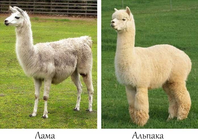 Чем отличается лама от альпаки