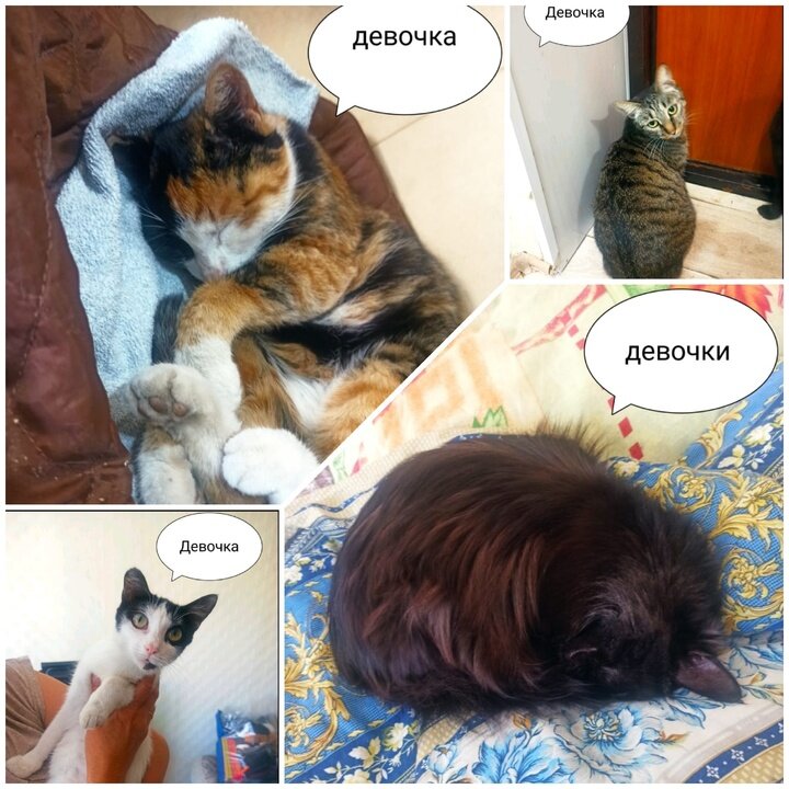    Кошки умершего детского врача в Чите Фото: фото собеседника «МК в Чите»