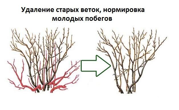 Как обрезать смородину осенью правильно