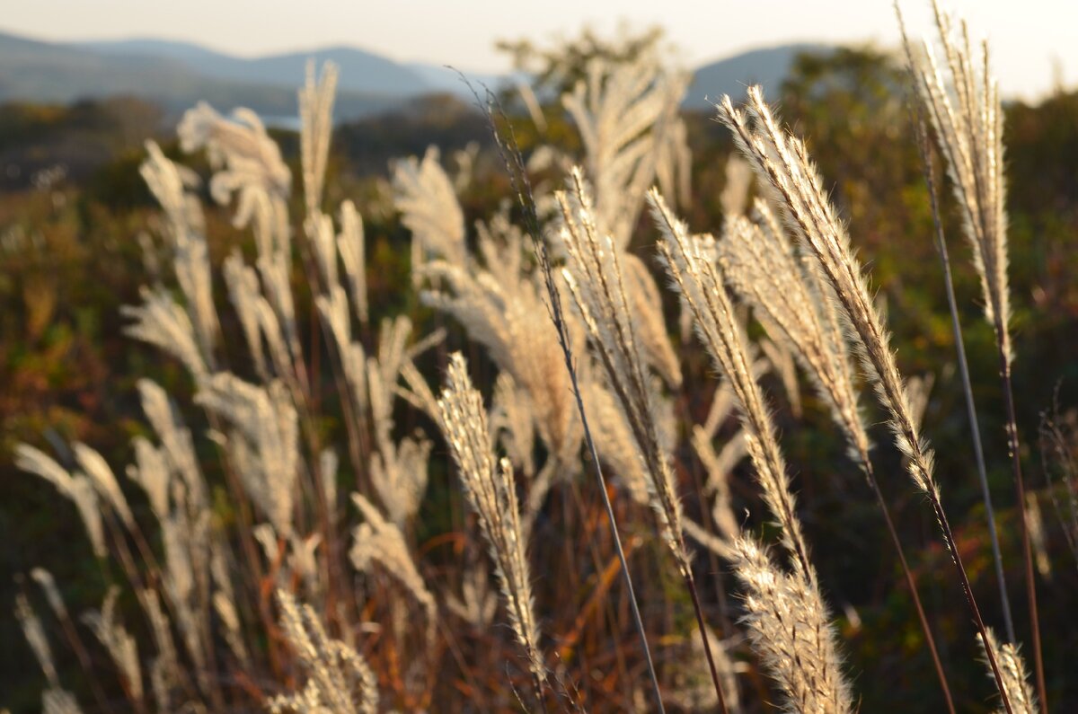 Природа острова Русский. Фото автора