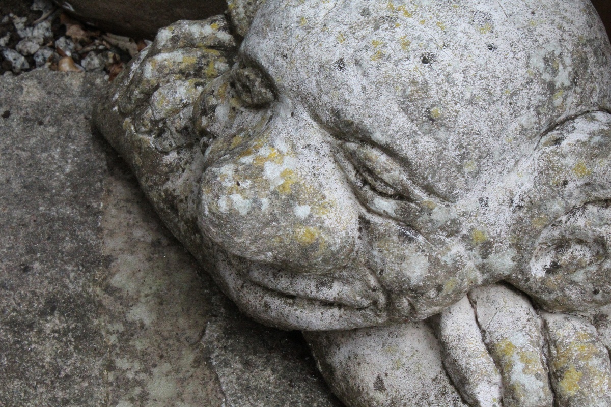 Фотография удивительного существа из дневника Бругела.