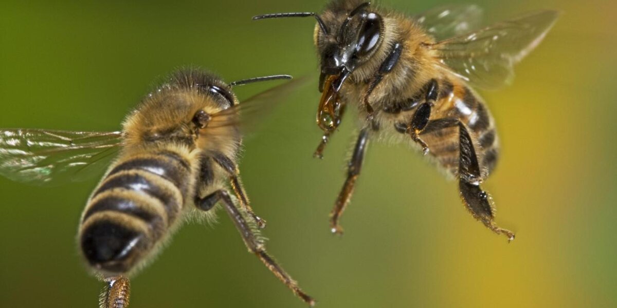 Пчелы и другие насекомые. Боевая пчела. Сторожевые пчелы. Пчелы дерутся. Коммуникация пчел.