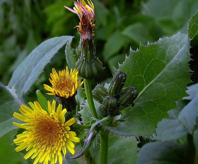 Прополка избавляет от сорняков.