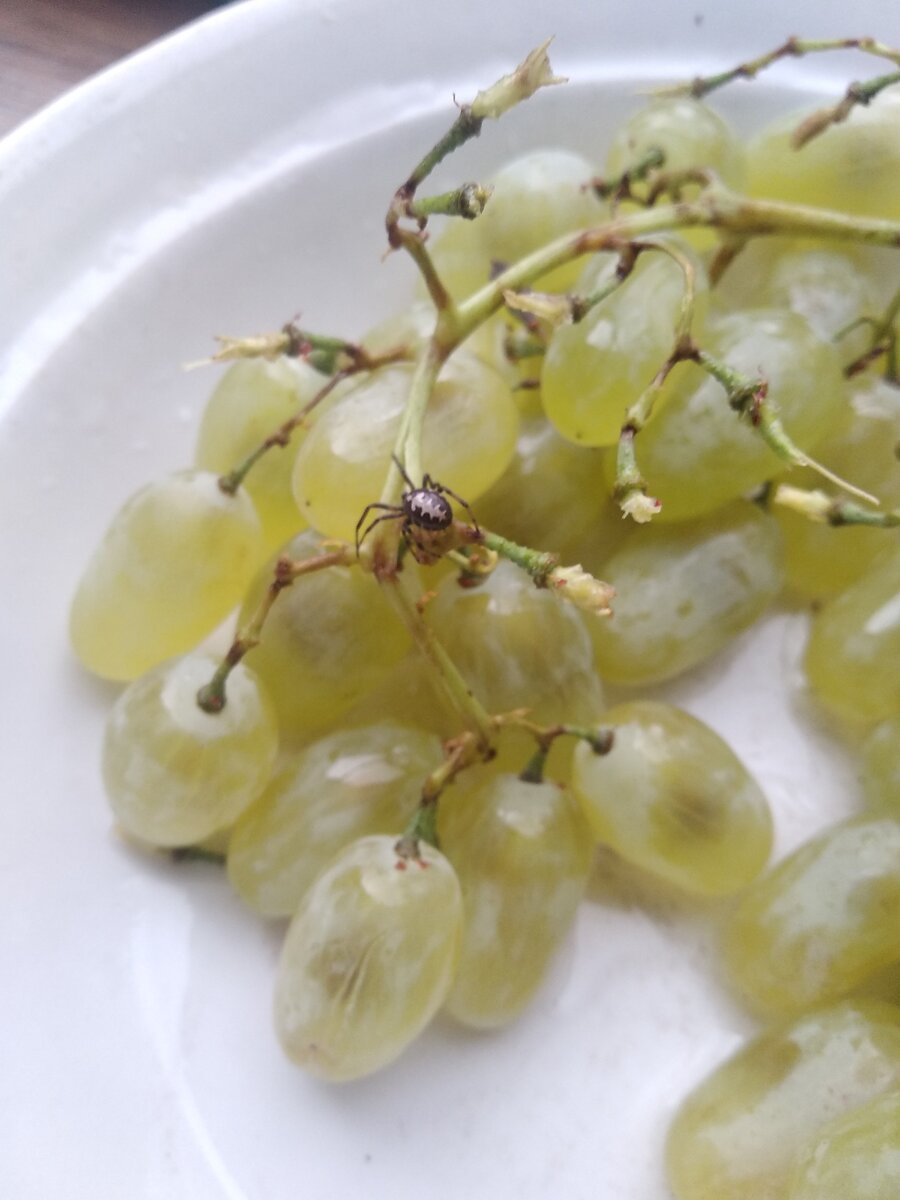 Паук каракурт/ Фото из личного архива на телефоне.