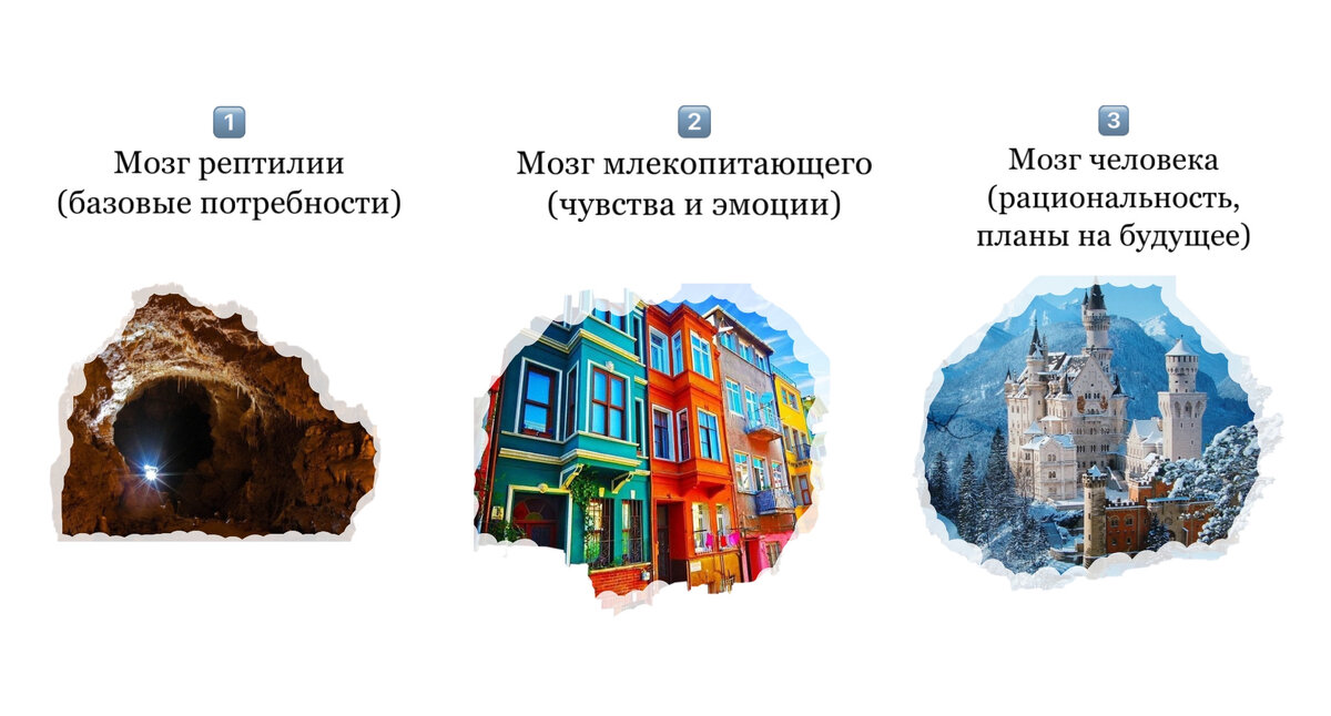 Три вида мозга в метафоре убежища 