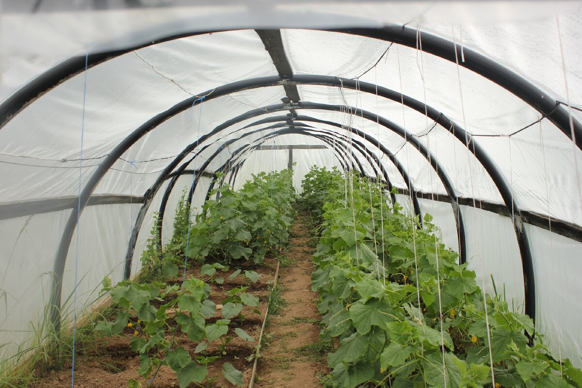 В таком большом парнике у нас посажены огурцы