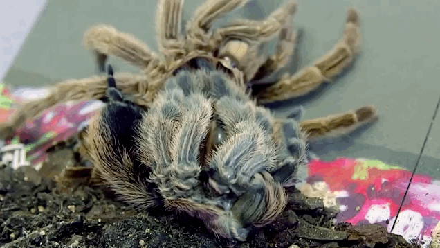 Процесс самой линьки.