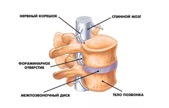 Строение позвоночника