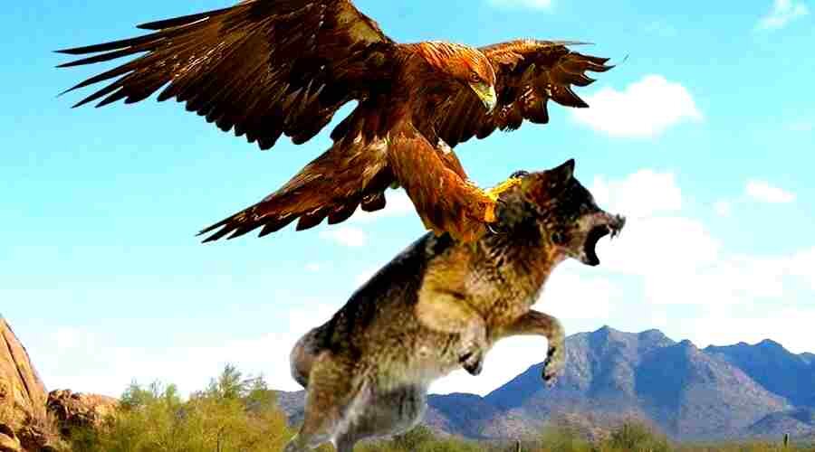 орел против волка