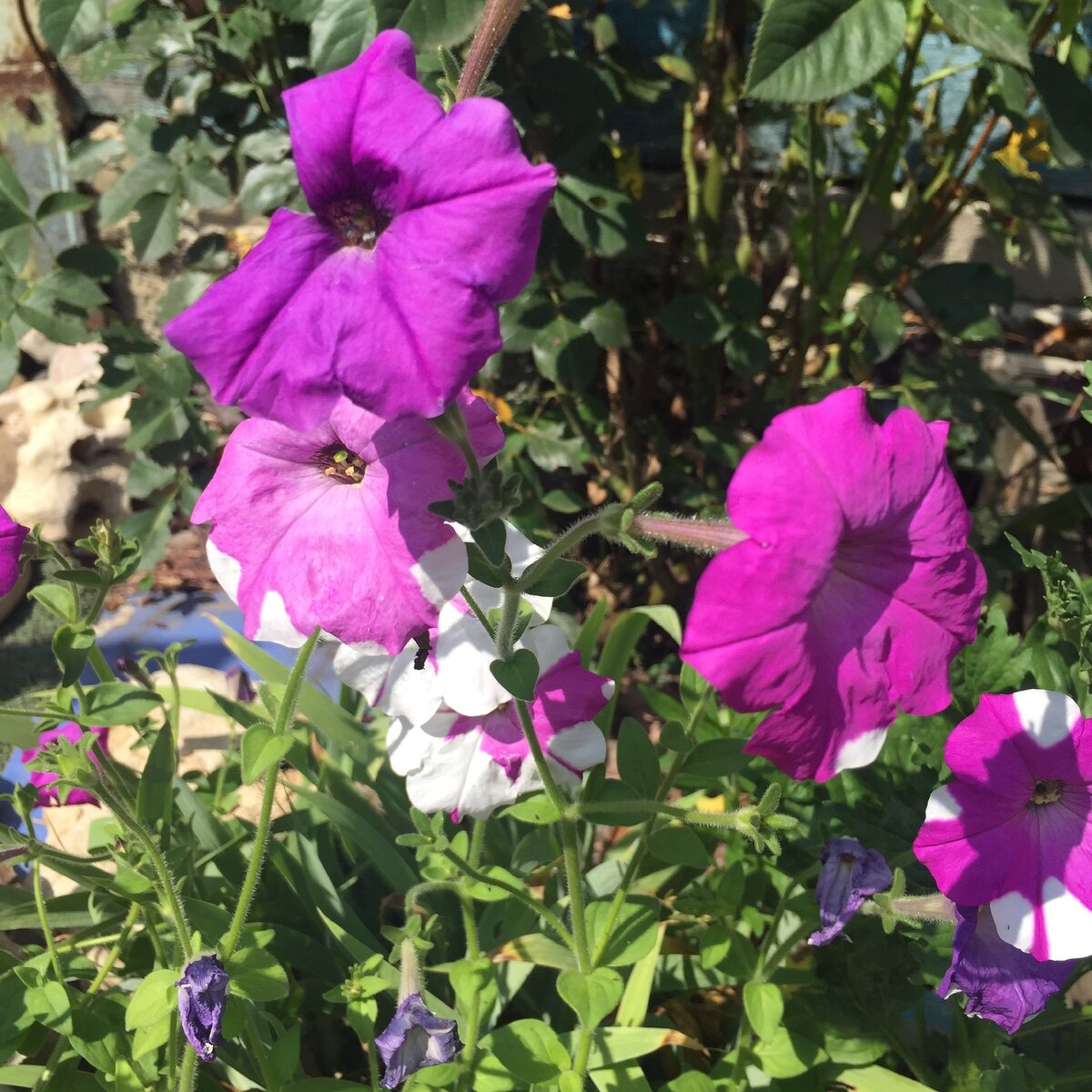 Моя петуния