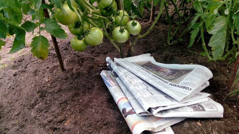 Газетная мульча. Фото автора 