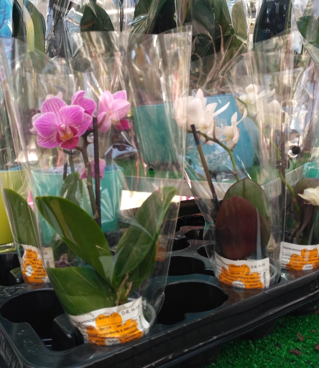 Фото автора статьи  