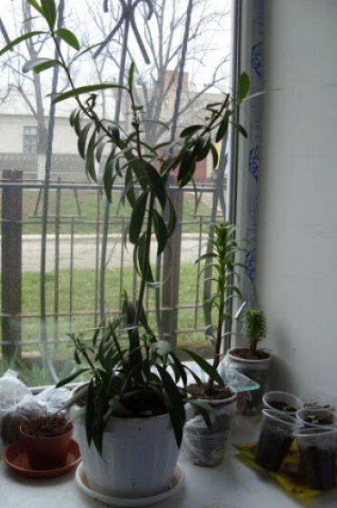 подкормка растений, цветы, садоводство, подкормка, удобрения для цветов, удобрения для растений