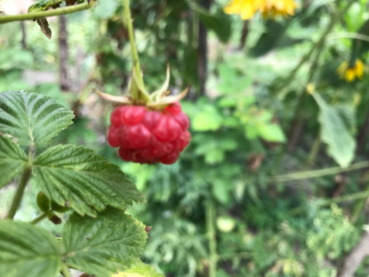 Своя малина всегда самая вкусная. Фото автора.