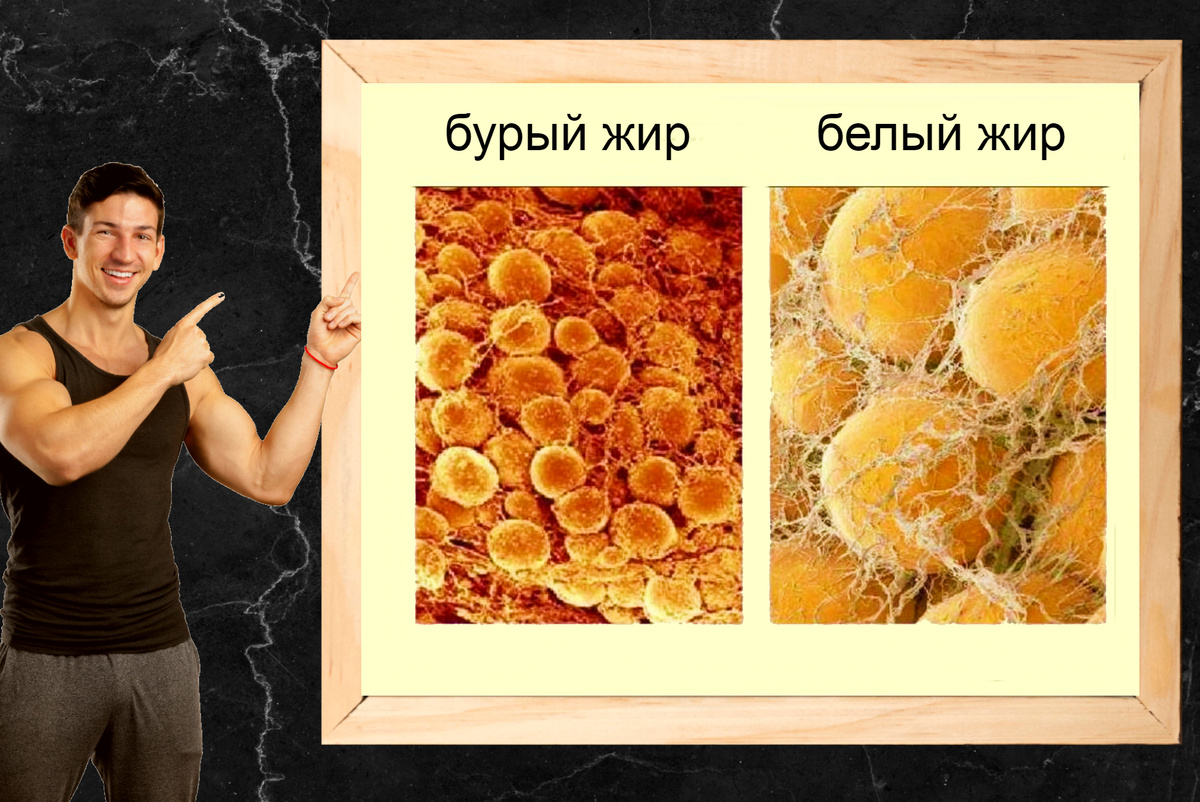 Белый и бурый жир.