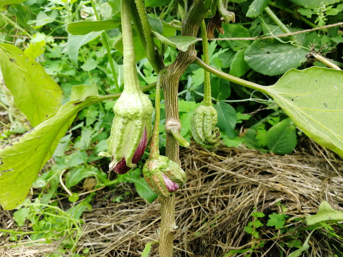 Баклажан Мраморный