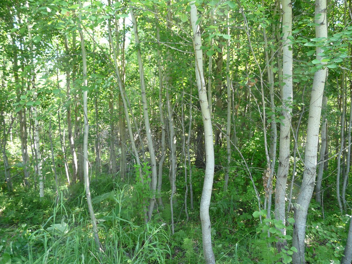 молодого осинника. осинник кисличный. осина осиновая роща. осиновый лес курск. шишкин лес осинник.