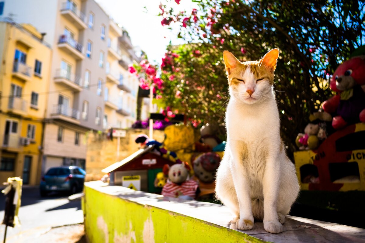 Кошки в турции фото