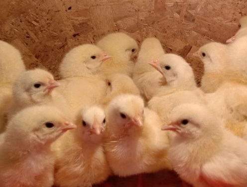 Фото из открытых источников