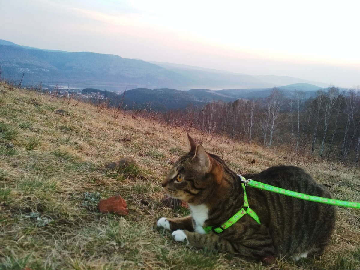 Хома на природе