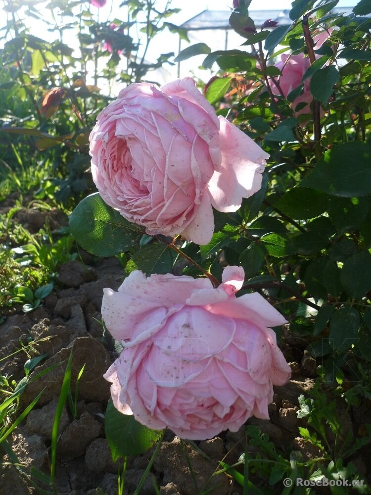 Розу брату. Роза brother Cadfael. Роза Бразе Кэдфаэл brother Cadfael.. Роза английская Бразе Кадфаэль. Сорт розы Бразе Кадфаэль.