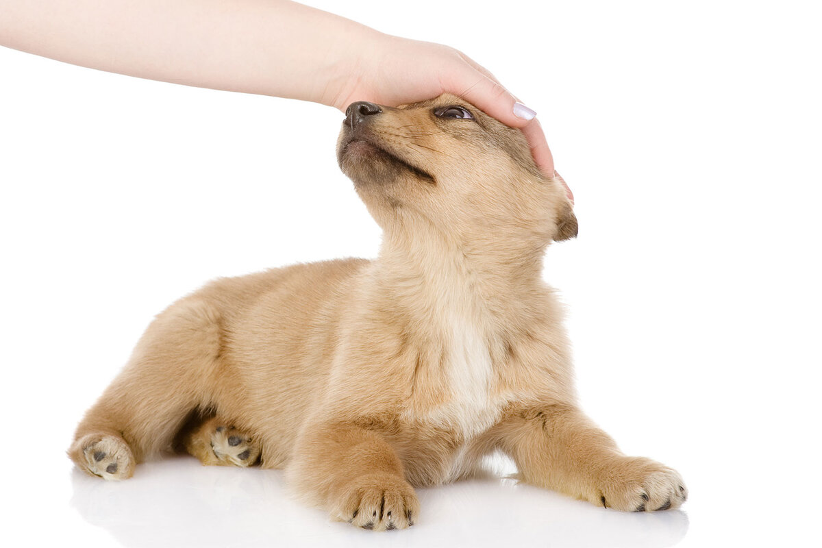 Довольная собака. Гладить лапы собаки. Золотистый ретривер с человеком. Лапка и рука человека. Лапа пса.