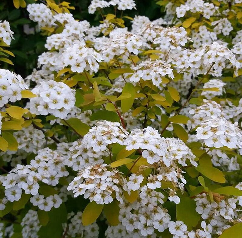 Спирея Вангутта Голд 