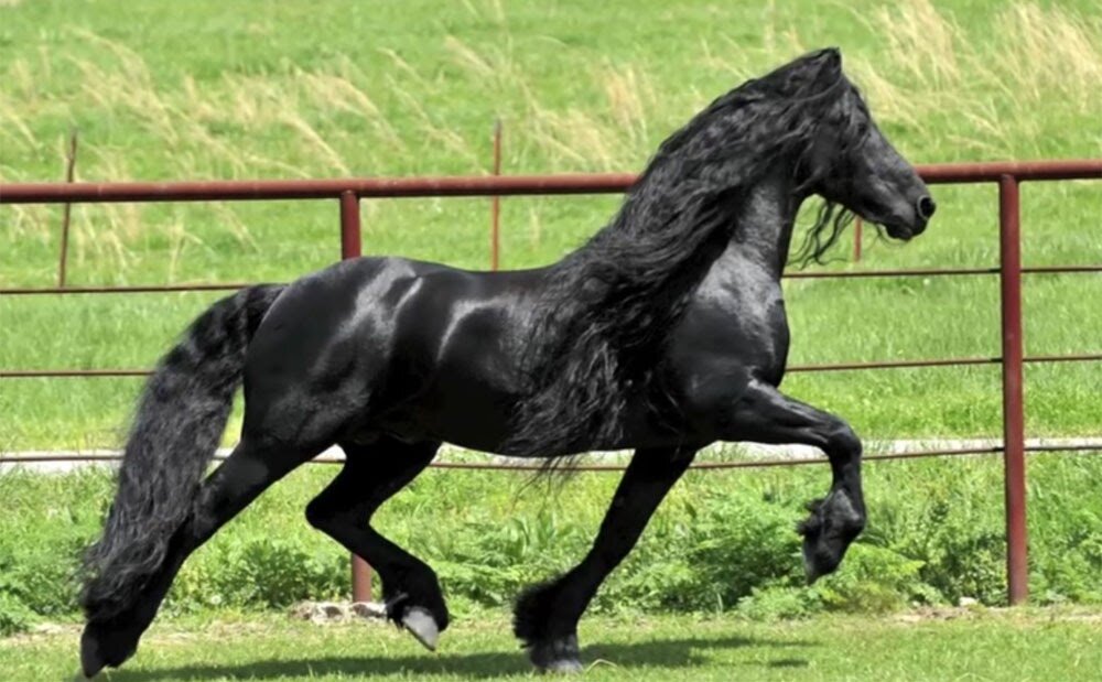 Жеребец фризской породы по кличке Фридрих Великий