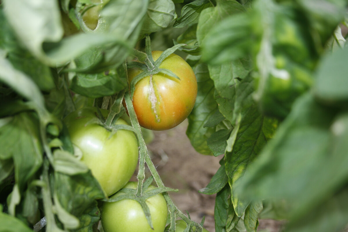 Почему опадают томаты. Томаты плодоносят. Помидоры не краснеют. Помидор покраснел. Багровеют помидоры.